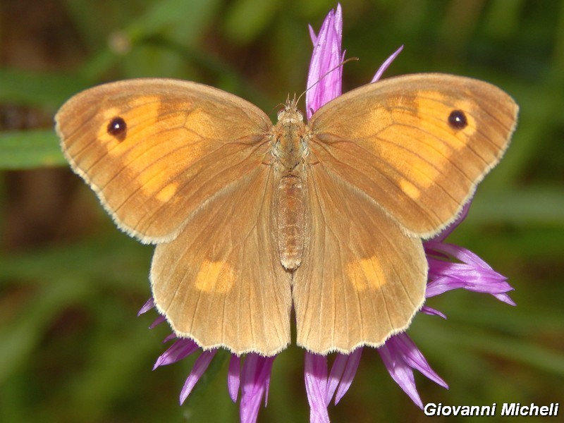Parco del ticino : incontri del 23/8/14